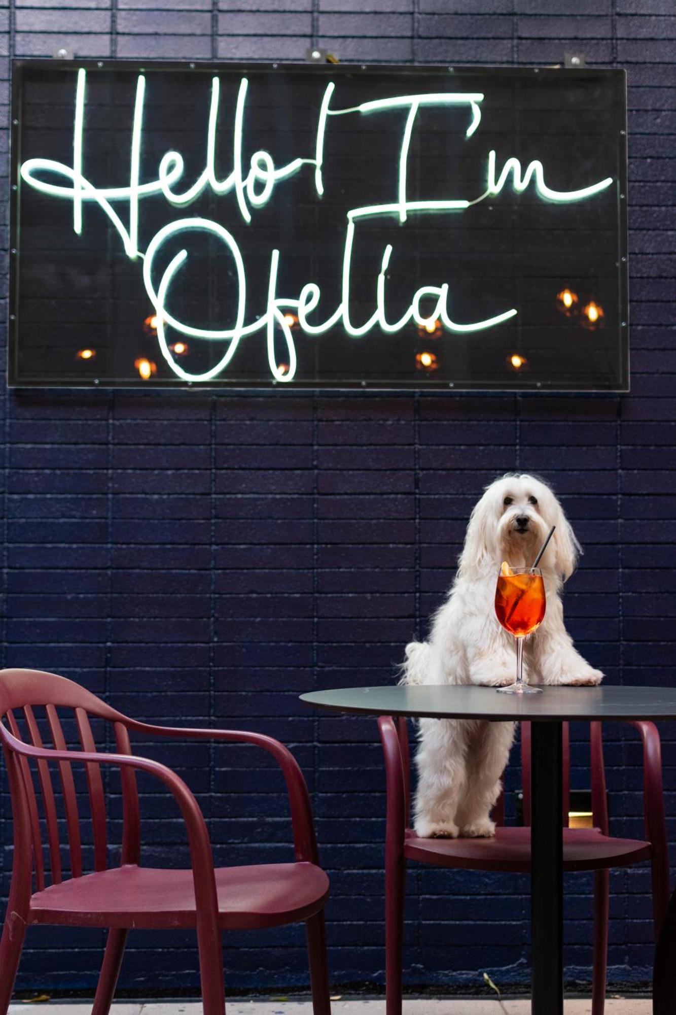 Pullman Santiago Vitacura Экстерьер фото A dog at the bar